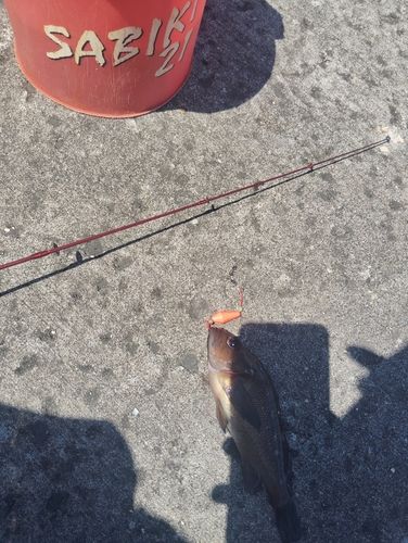 ガヤの釣果