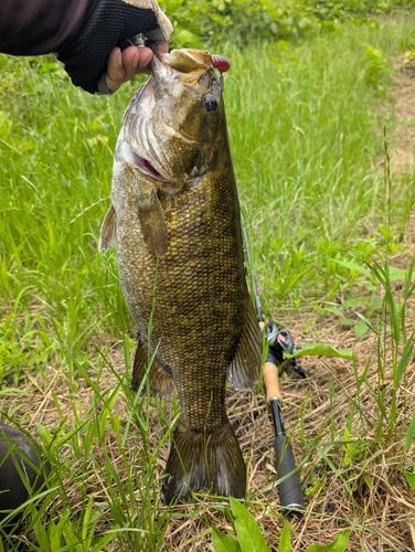 スモールマウスバスの釣果