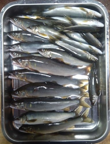 アユの釣果