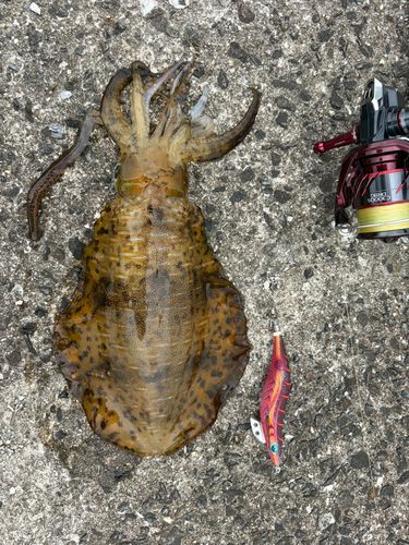 アオリイカの釣果