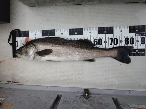 スズキの釣果
