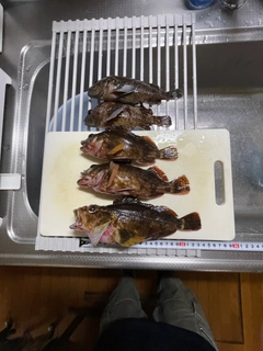 カサゴの釣果