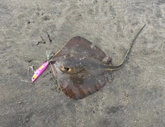 エイの釣果