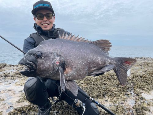イシダイの釣果