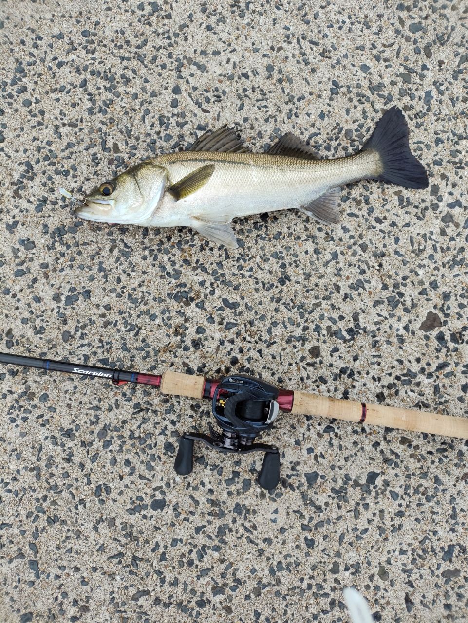 SHIMANO 19スコーピオン 17113R-2の最安値・インプレ・釣果 | 本音の