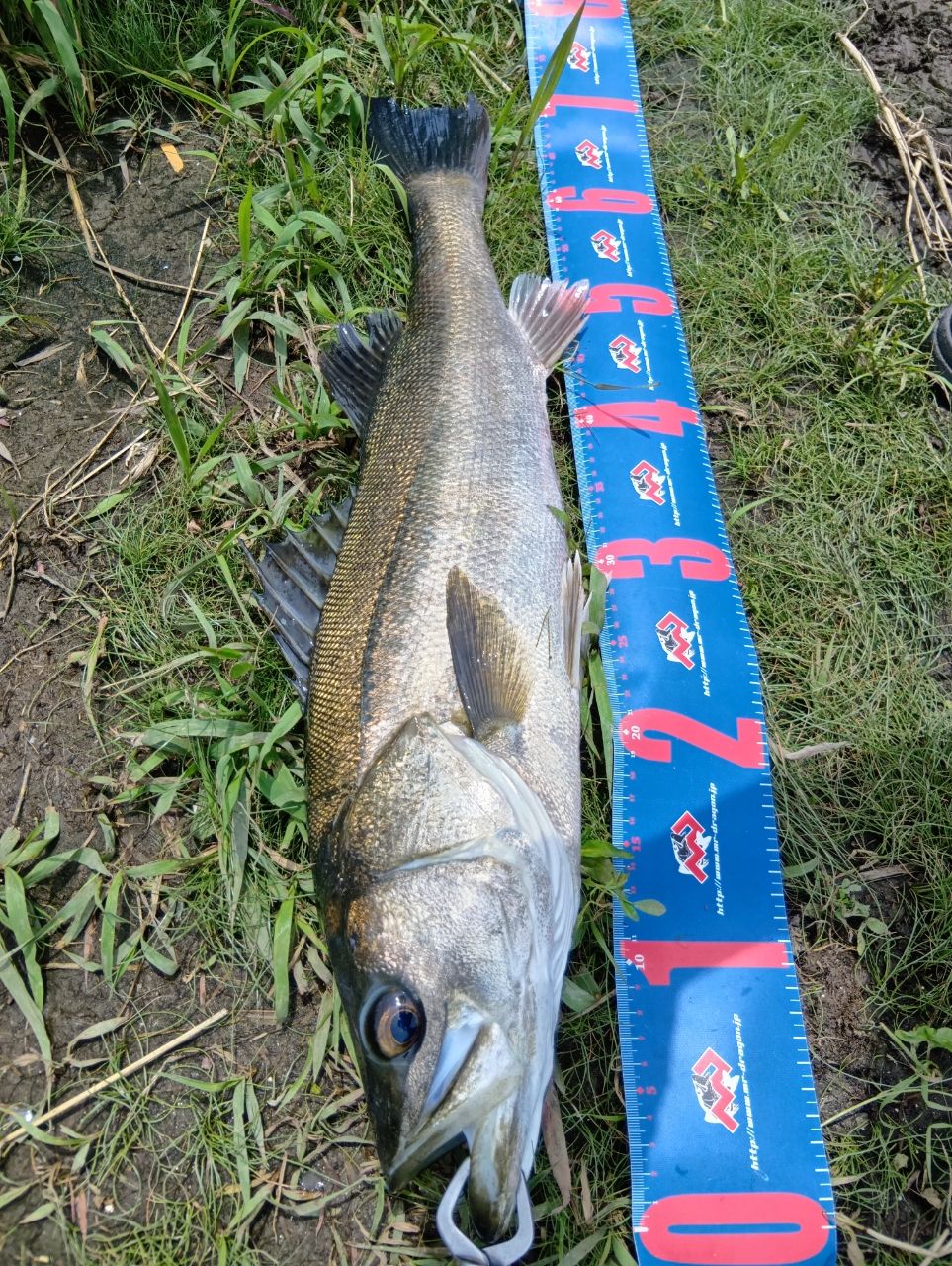 YAMAGA Blanks アーリー・フォーシーバス 97MMHの最安値・インプレ