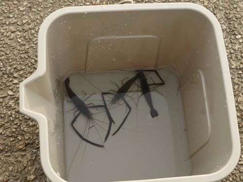 テナガエビの釣果