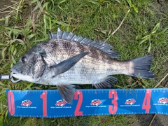 クロダイの釣果