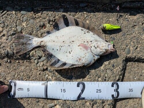カワガレイの釣果