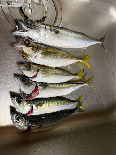 サバの釣果