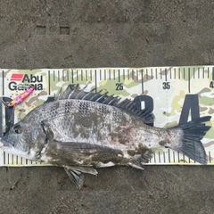 チヌの釣果