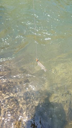 ヤマメの釣果