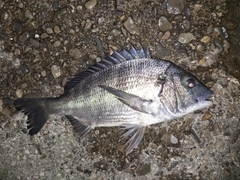 チヌの釣果