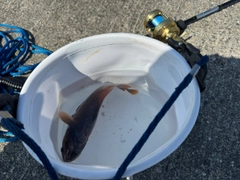 ドンコの釣果