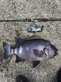 イシダイの釣果