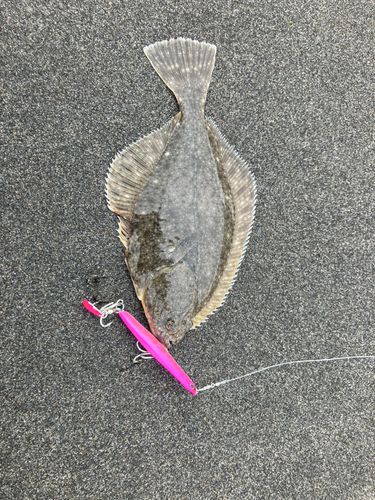 イシガレイの釣果