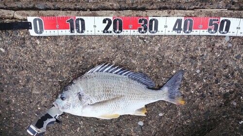 キビレの釣果
