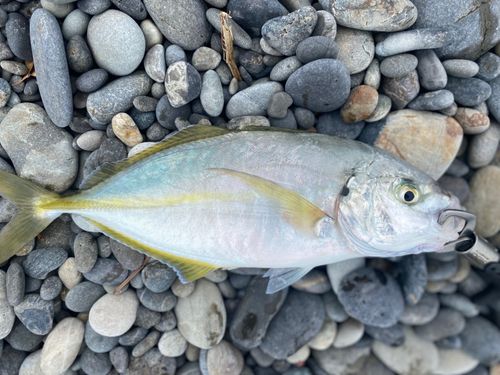シマアジの釣果