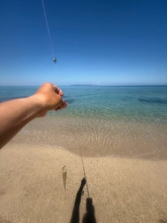 シロギスの釣果