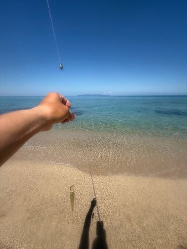 シロギスの釣果