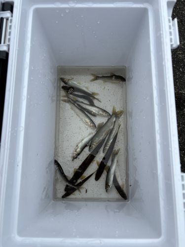 アユの釣果