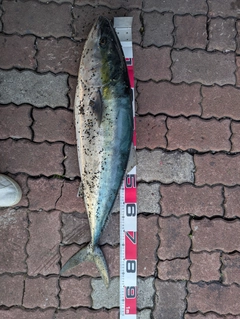 ブリの釣果