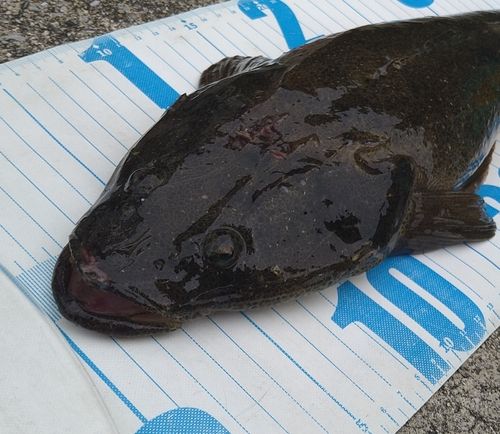 マゴチの釣果