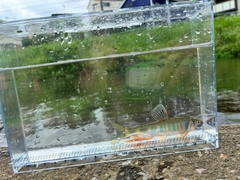 オイカワの釣果