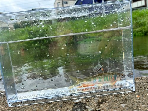 オイカワの釣果