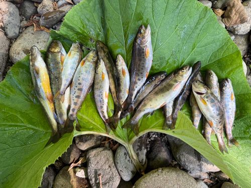 ヤマメの釣果
