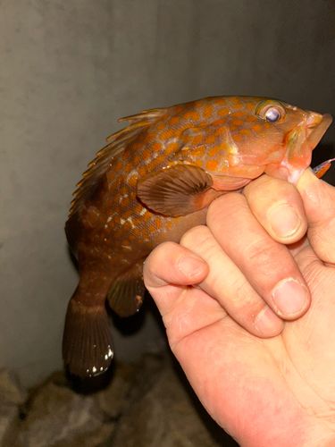 キジハタの釣果