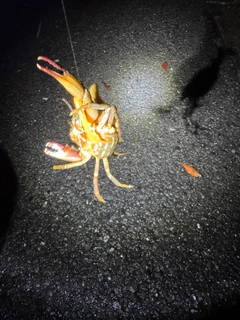 カニの釣果
