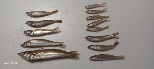 キスの釣果
