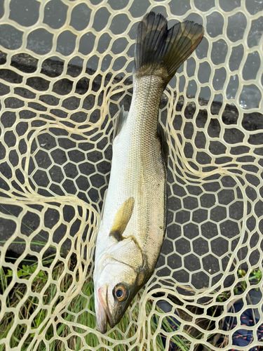 スズキの釣果
