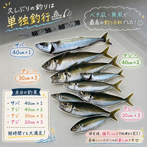 アジの釣果