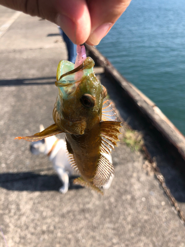 アナハゼの釣果