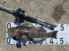 アイナメの釣果