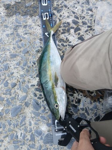 イナダの釣果