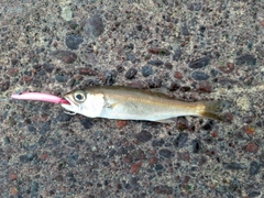 クロムツの釣果