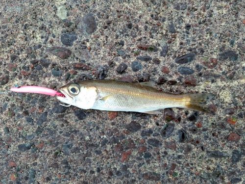 クロムツの釣果