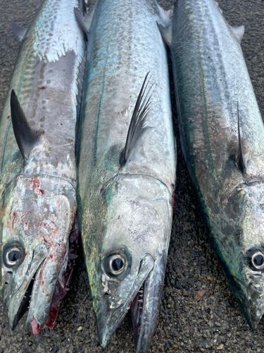 サワラの釣果