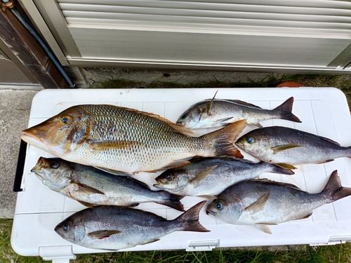 ハマフエフキの釣果
