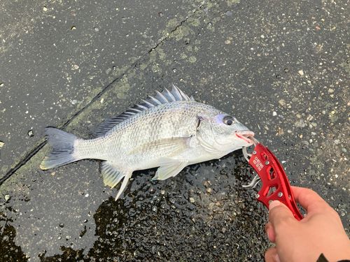 キビレの釣果