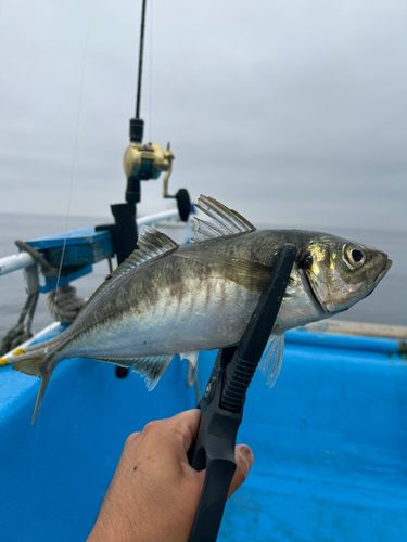 マアジの釣果