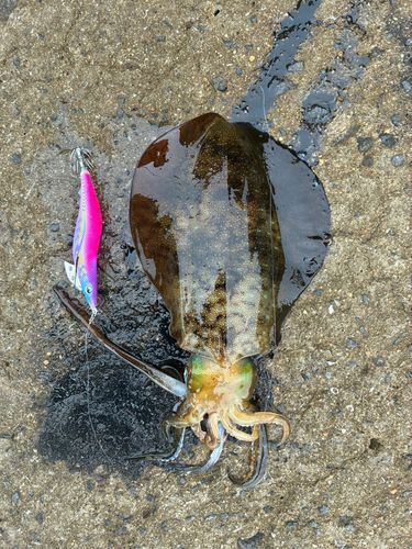 アオリイカの釣果