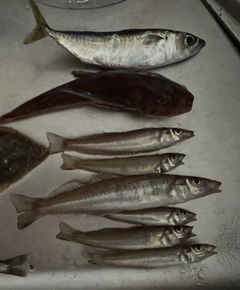 キスの釣果