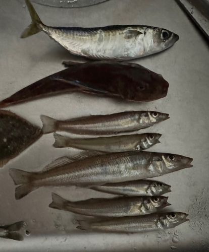 キスの釣果