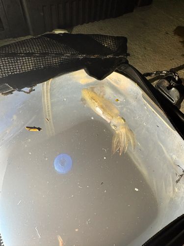 ヒイカの釣果