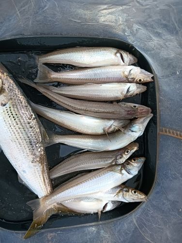 シロギスの釣果