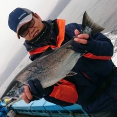 サクラマスの釣果